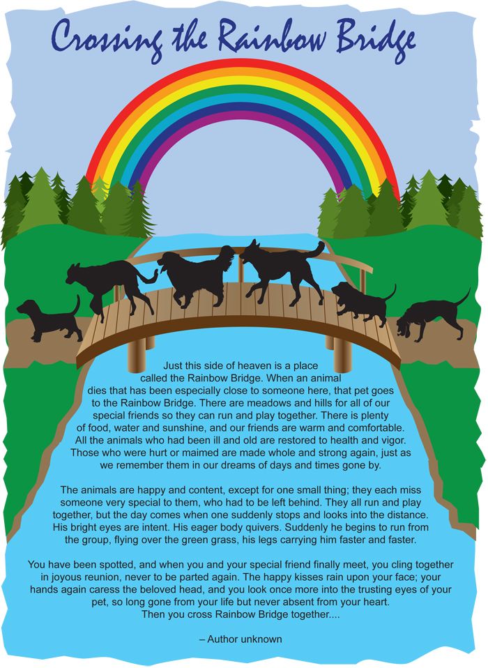 rainbow-bridge-dog-all-about-animals